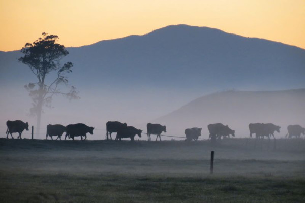 Herd of cows in a paddock at dawn with a tree and hills in the background and the sun on the horizon